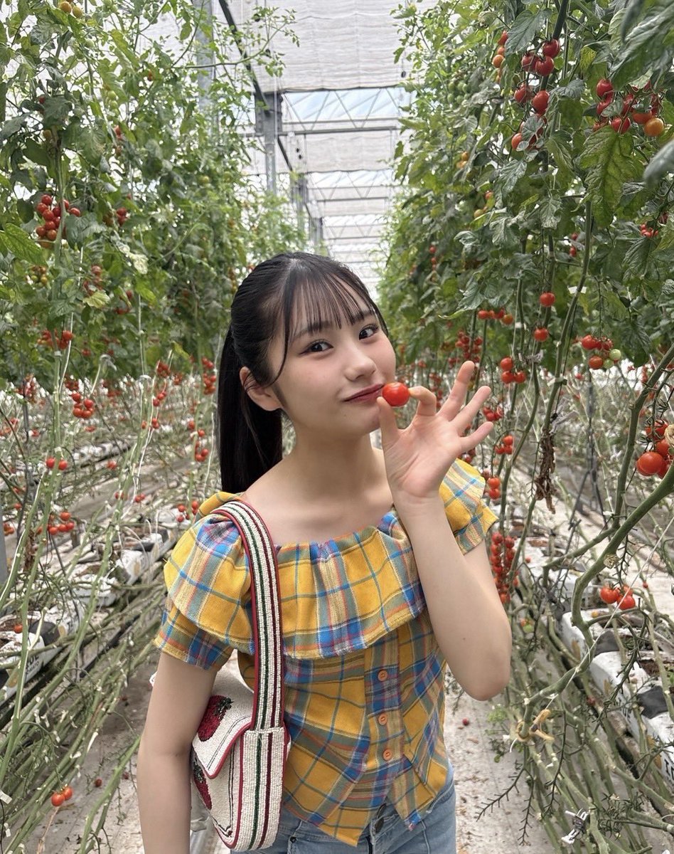 tsubakifac_uf's tweet photo. トマト大好き！リコピンパワー！！🍅
つばきファクトリーの土居楓奏です💚

#土居楓奏のトマト日記 

この間姉と一緒に井出トマト農園さんに行って、ずっと念願だった #トマト狩り をしてきました！！🍅

どこを見渡してもトマトがあって、夢のような空間で😌

色んな種類のトマトを沢山食べることが出来て、とっても幸せな時間でした🫶🏻

#ハロプロ #トマト