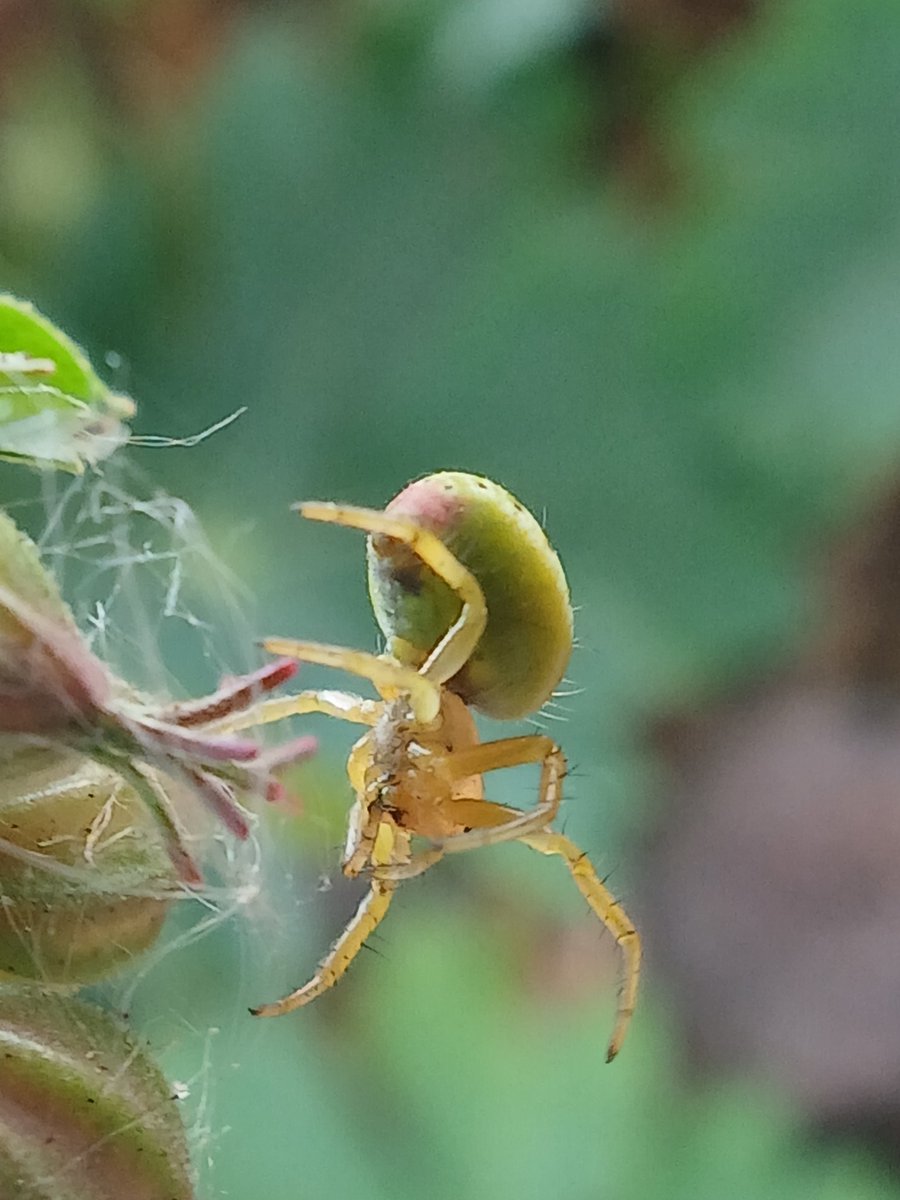 SilentBloomLab_'s tweet photo. A tiny green crab spider blending perfectly into its surroundings.
Nature's camouflage never stops amazing me. 🍃🕷️
#NaturePhotography #MacroPhotography #Spider #TinyWonders #HiddenNature #insectphotography https://t.co/W1bR1fC1ka