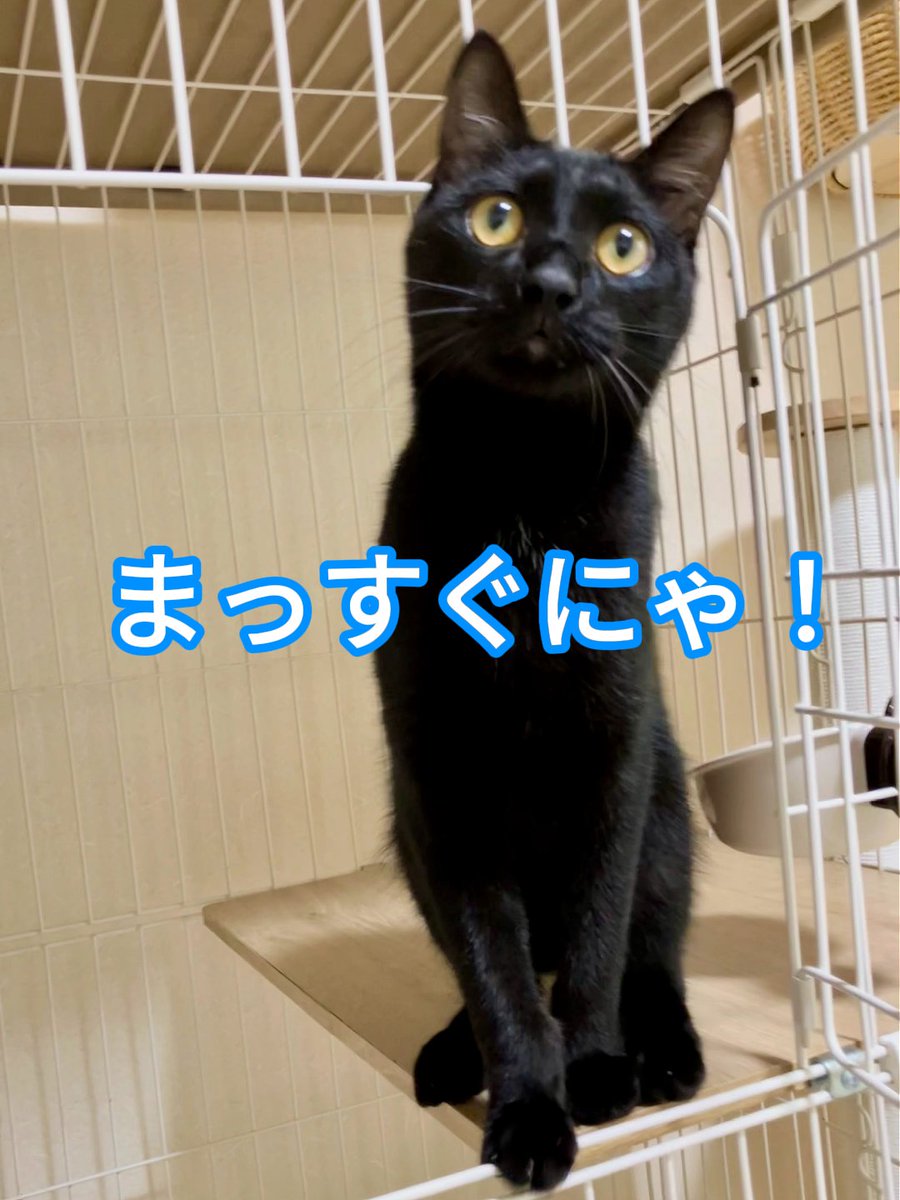 wanekocafe's tweet photo. 【里親様募集中】のあ君 生後10か月 黒猫

元気いっぱいに走り回って遊んだかと思えば、人が大好きで甘えん坊な一面も見せてくれる男の子。
素直で優しく、まっすぐな心を持ったのあ君。
こんなに素敵な子だからこそ、たくさんの愛情に包まれながら、一日も早く本当の家族と幸せな毎日を送ってほしい。 https://t.co/A5bWbgWdH1