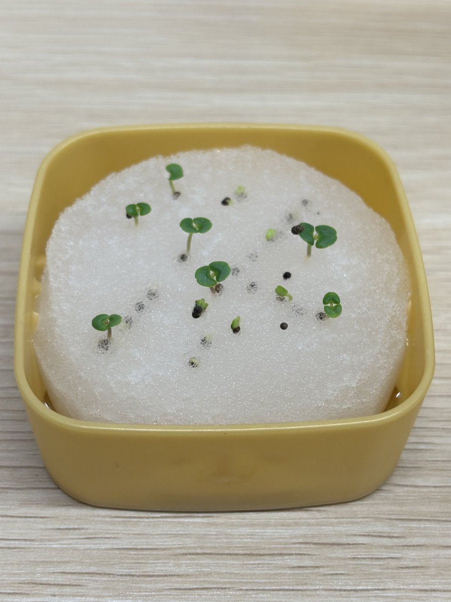 mutohlab_toho_u's tweet photo. 大葉は順調に成長しています！まだまだ小さい葉っぱですが、大葉らしくなってきました。夏のソーメンに間に合うか！？ https://t.co/QMBA97ZDDp