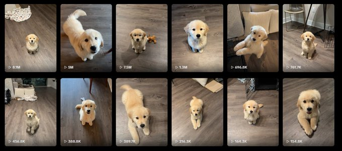 SaxOnchain's tweet photo. Meet Mister Ritz, the most viral and popular puppy on TikTok with millions of views So many memes in the comments, even YouTube acc have commented on there.  
Over 80 MILLION views this last month This cute doggo even looks like Jotchua too.     
https://t.co/DI8NGdPn90 https://t.co/xvYaJxLifJ