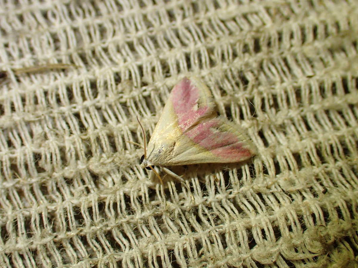 Sazamoth's tweet photo. 灯火で得られたシラホシベニコヤガとヨスジコヤガ。今遠征ではセブトコヤガ・ウスイロセブトコヤガと合わせて4種類のEublemmaが見れました。 https://t.co/OOXdV5ynga