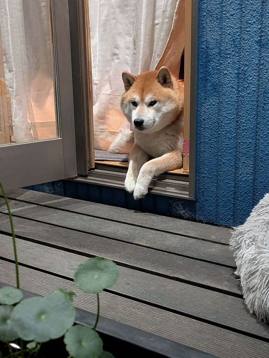 OHALdidUcB19743's tweet photo. 20時現在、庭に異常なしです! https://t.co/19e8GWat4g