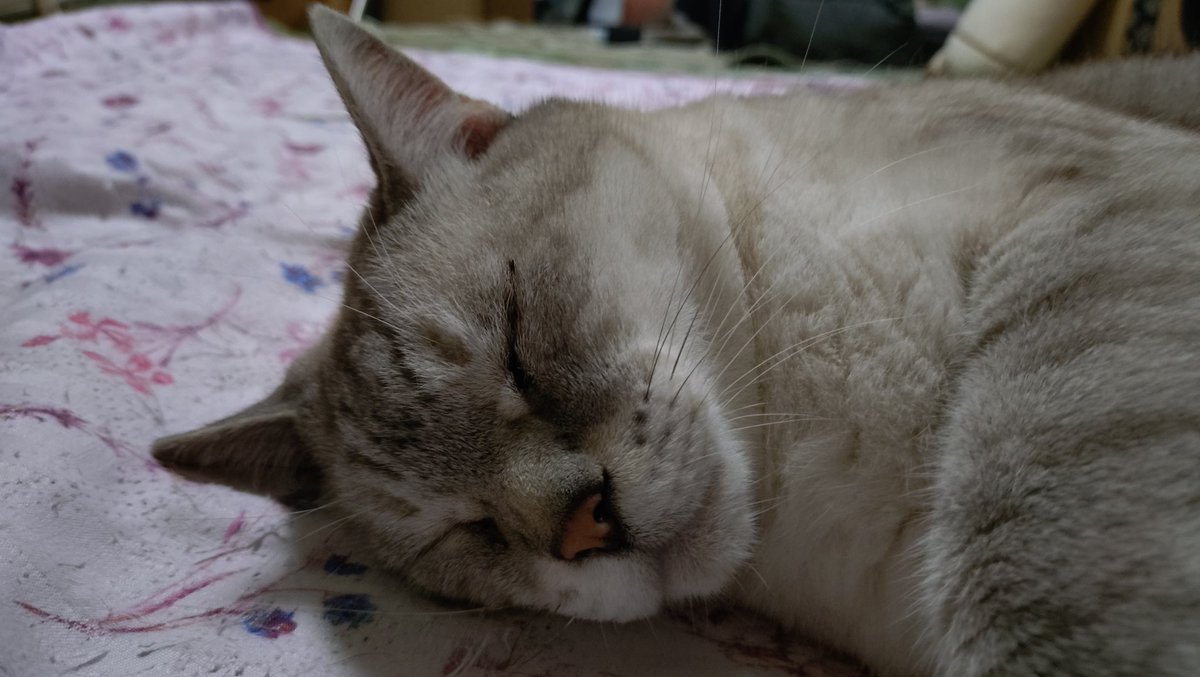 Rula_Sion's tweet photo. 妻の側で眠る息子。
安心して、すやすや眠っています。
とても可愛い寝顔です。☺️
#猫のいる暮らし𓏲𓎨
#キジ白
#シャムトラ https://t.co/X0TgQzQN44