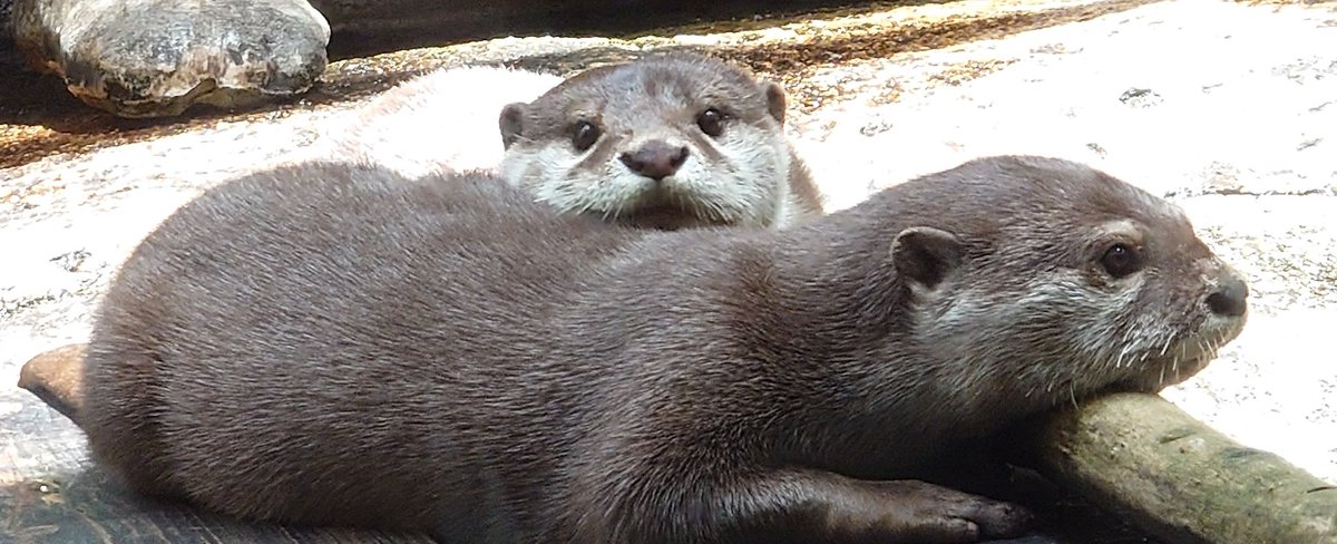 mido_glee3's tweet photo. @Runn_ghost 水族館の���ワウソ学校で細々とやらせてもらってますぬん。
アットホームな職場ですぬん🦦 https://t.co/LwLpe7X58O