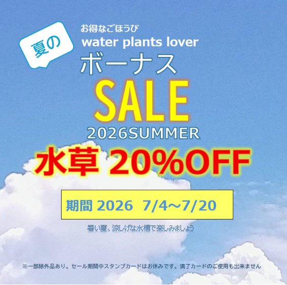 waterplantslov1's tweet photo. 夏のボーナスセールのお知らせ

HPの情報ぜひご覧ください
https://t.co/It2MZ3955J
webshopにもあげてあります。
https://t.co/kWk1rJ1Ps5
ブログにもあげてます
https://t.co/wMtUOEgShb

#水草専門店 #waterplantslover #水草 #ボトルアクアリウム #ビオトープ #水草図鑑 https://t.co/HYzUYRcb7A