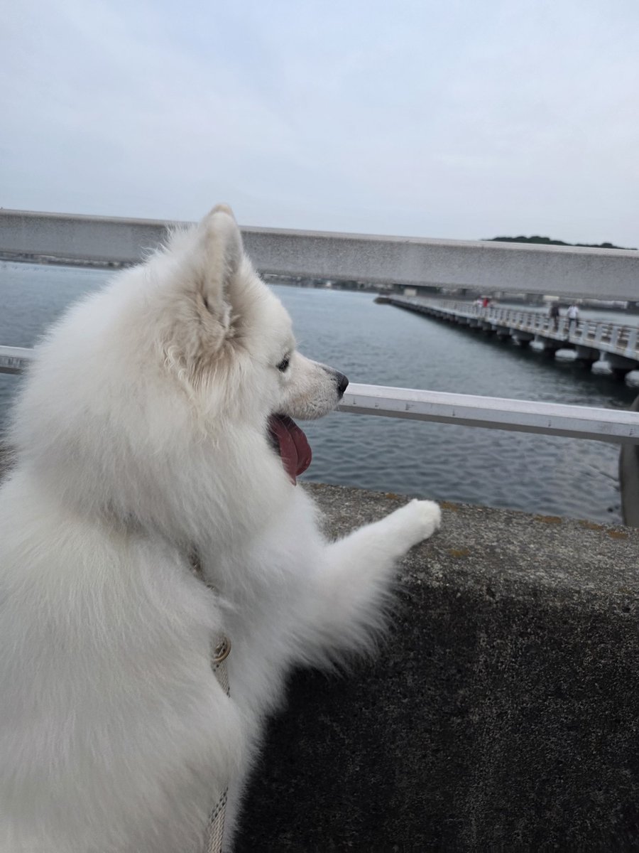 deviceotaku's tweet photo. 明日から配信再開🗿
嫁子供アム帰ってきた。 https://t.co/HwKh2aHm0h