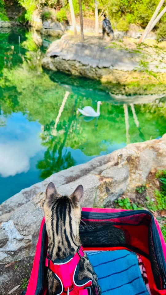 TigressSyphira's tweet photo. #Tigress #Syphira “Papa follow that Swan to the beach area!” #cat #adventure #lifewithpapa #funny #nature https://t.co/3g9zK5rylE
