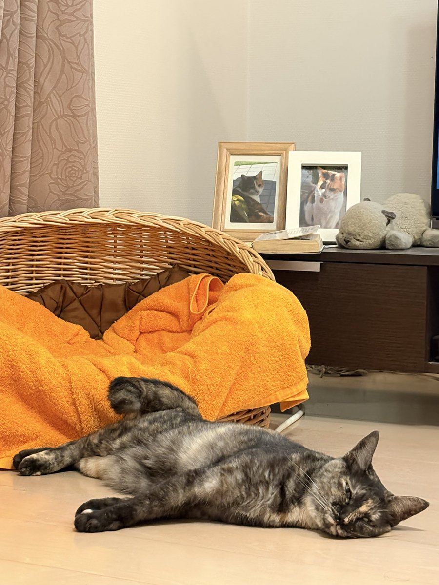 coromint1's tweet photo. 暑くなると床で体を冷やすシャーロットさん
そろそろペットヒーター片付けてもいいかなぁ？

＃猫好きさんと繋がりたい　＃猫のいる暮らし https://t.co/0TNizM2Ch1