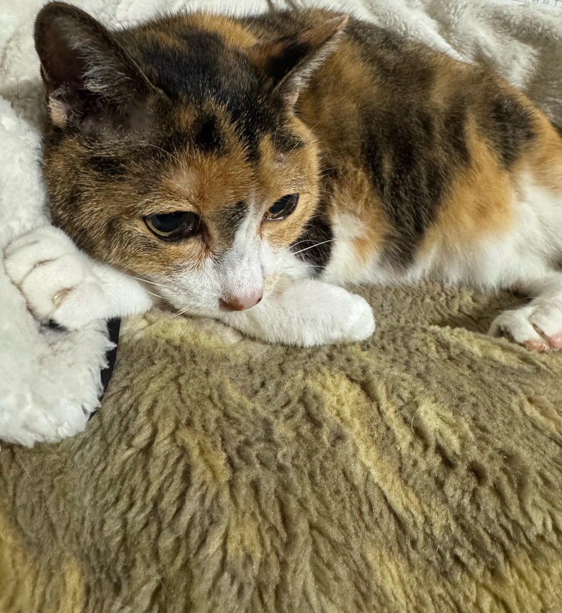 ictfsb's tweet photo. なんだこの可愛いお手手まくら
#猫 #三毛猫 #猫のいる暮らし #猫のいる生活 #猫のいる幸せ https://t.co/wPfW1HkP6F