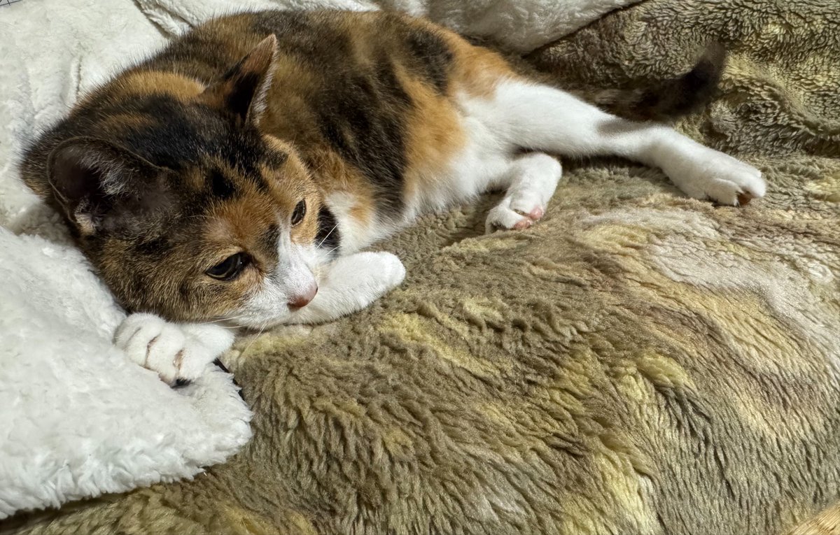 ictfsb's tweet photo. なんだこの可愛いお手手まくら
#猫 #三毛猫 #猫のいる暮らし #猫のいる生活 #猫のいる幸せ https://t.co/wPfW1HkP6F