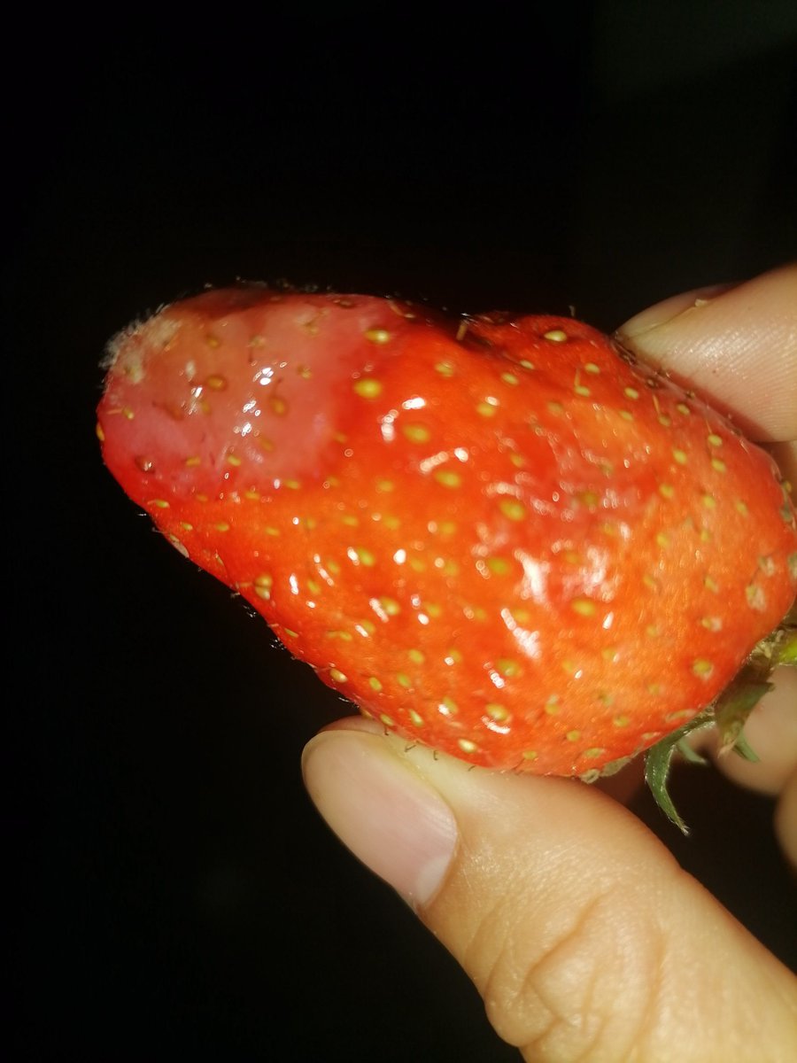 _Manou's tweet photo. Fresh local strawberries  u0026 whole-grain bread in stock today! Perfect for quick breakfast or a sweet snack. Shop our farm stand before they’re gone!， https://t.co/Sb0eOhQOnL