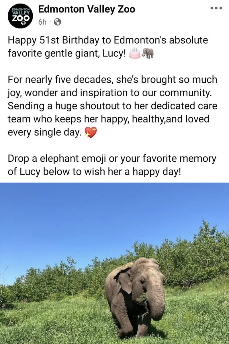 Cosmicbrigade's tweet photo. So let’s brake this down.
Staged photo shove Lucy in some grass make it 👀 like sanctuary.
For 5 decades she’s been incarcerated in an unnatural environment.
So the joy &amp; wonder is for humans not Lucy.
Her care team keep her alive to exploit her for every $ they can get. Great 🎂 https://t.co/9YrEQScDrU