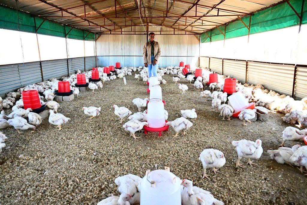 KatlegoMaseng1's tweet photo. Meet Itumeleng Mahwete, a poultry farmer from Limpopo, she supplies over 3,000 chickens every week, creating jobs, feeding communities, and building a thriving business through hard work and consistency. https://t.co/15Mx4M6mSQ