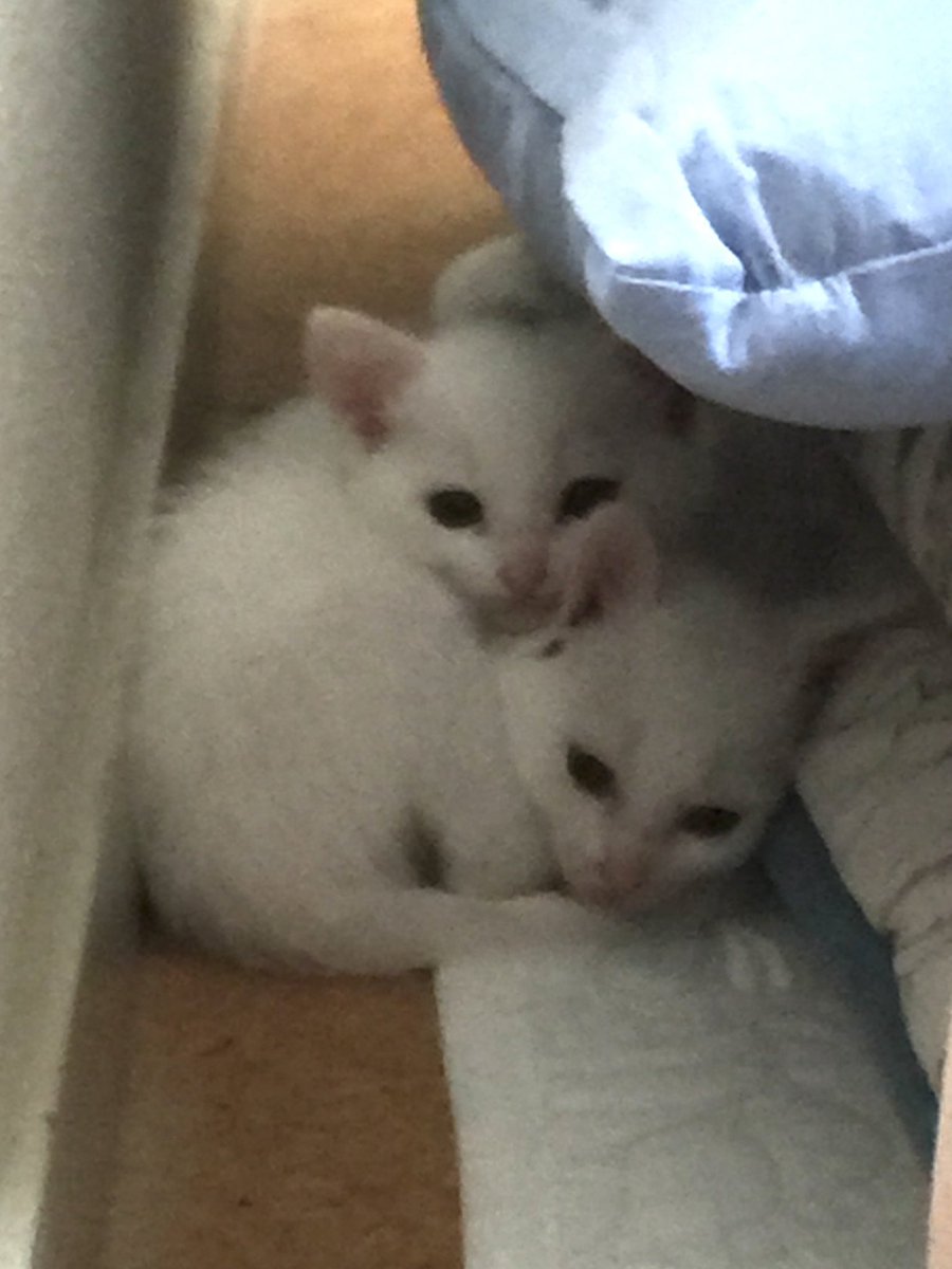 nekoiro_'s tweet photo. ←初日の午前　初日の午後→

午前中は隅っこで不安そう😿 https://t.co/xNDpHR0q1i