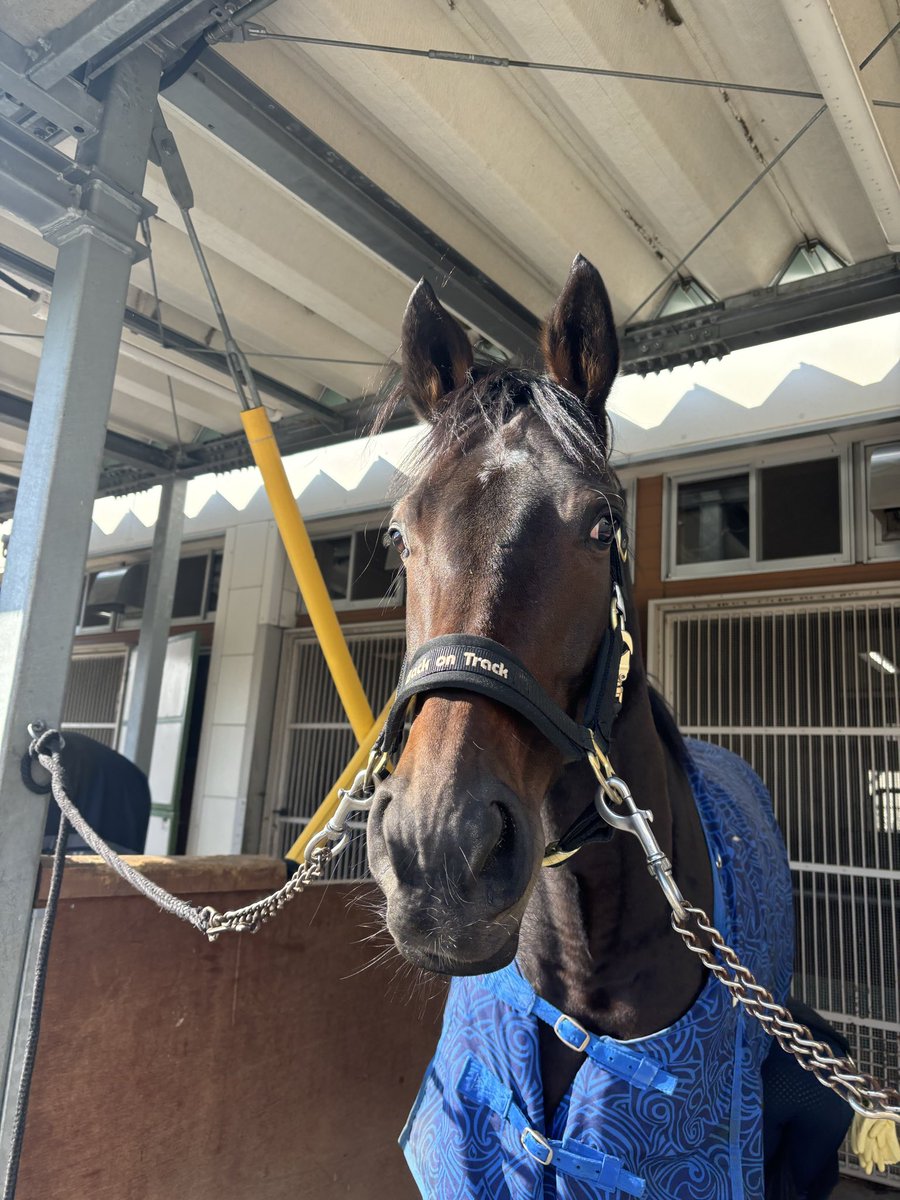 JRASapporoRC's tweet photo. 🍎乗馬センターツアー開催🍎

7/4(土)は乗馬センターツアーを開催！🐴
誘導馬やポニーたちの生活をご紹介します🙂‍↕️
推し誘導馬と写真撮影ができるかもしれません🫶🏻

申込締切:7/4(土) 14:00
抽選結果:7/4(土) 14:10 発表
◎当選された方は14:20までに総合インフォメーション前にお越しください💁🏻‍♀️
◎競馬場イベント参加アプリをインストールのうえ、ご応募ください。

※以前本イベントに当選された方は、応募をご遠慮ください。

#JRA
#札幌競馬場