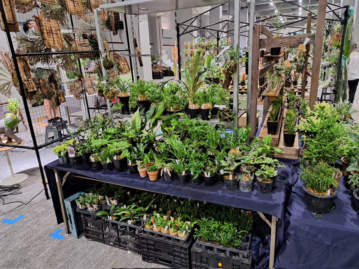 Kiharuen's tweet photo. 前日搬入完了しました。
毎回の事で申し訳ありませんが、全ての植物が前に出せていません。同品種で他の株もありますので、お気軽にお声掛けお願いします🙇‍♂️⤵️

#変態植物倶楽部
#変態植物倶楽部fes
#喜晴園
#古典園芸 https://t.co/7oT1AO0tCI