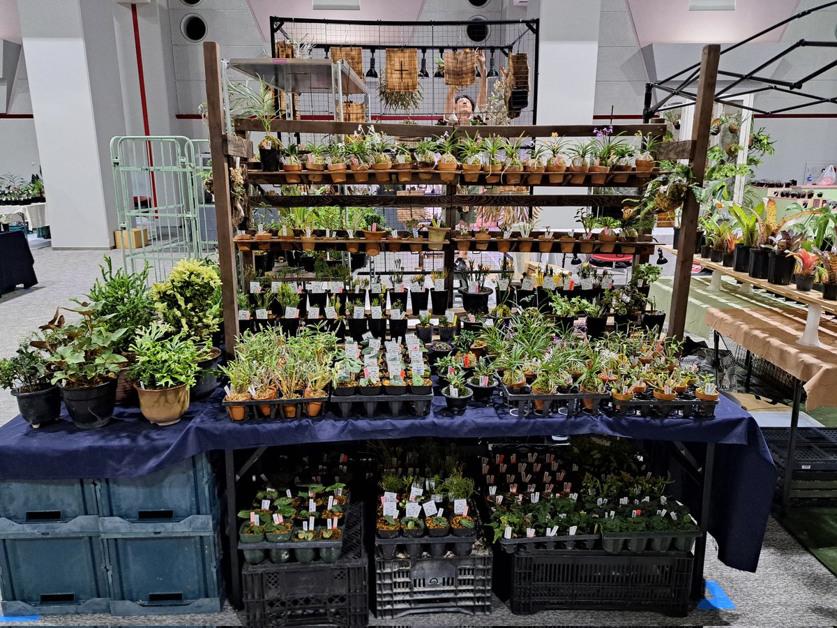 Kiharuen's tweet photo. 前日搬入完了しました。
毎回の事で申し訳ありませんが、全ての植物が前に出せていません。同品種で他の株もありますので、お気軽にお声掛けお願いします🙇‍♂️⤵️

#変態植物倶楽部
#変態植物倶楽部fes
#喜晴園
#古典園芸 https://t.co/7oT1AO0tCI