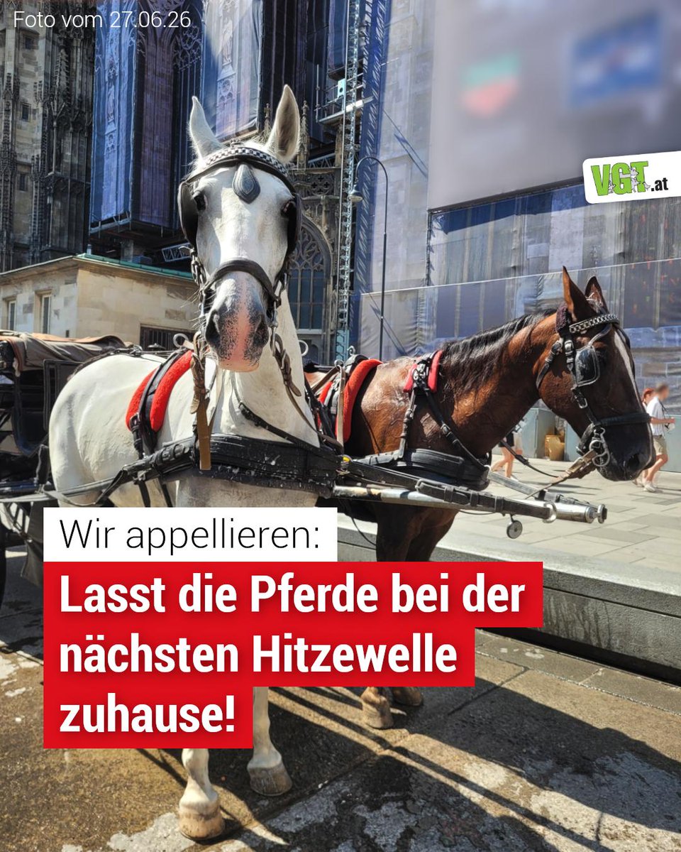 vgt_at's tweet photo. ⚠️Wetterprognosen deuten auf eine erneute Hitzewelle Mitte Juli hin😓 An die Verantwortlichen: Bitte schickt die Pferde in der Hitze nicht in die Innenstadt!

‼️Uns fehlen nur noch 5.000 Stimmen!

❤️‍🔥Bitte helft uns, mehr Schutz für die Pferde zu erreichen: https://t.co/jyj8qXuRai https://t.co/jRcU7mO5K9