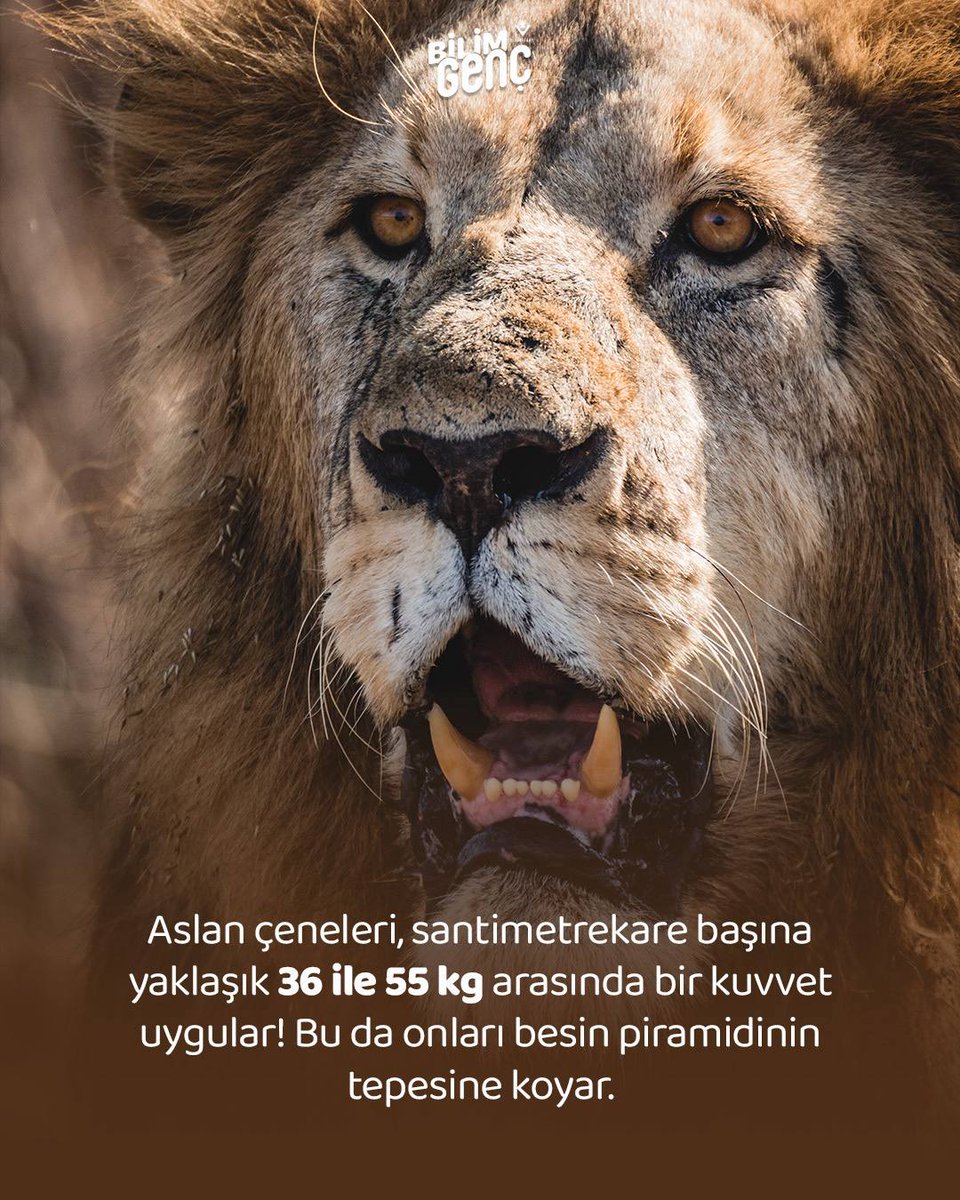 bilimgenc's tweet photo. Kedigillerden aslanlar🦁 Görkemiyle kitaplara, filmlere başrol olan, ormanlar kralı diye anılan aslanlara yakından bakalım! #aslanlar #hayvanlar #bilim https://t.co/cneCTKcTrG