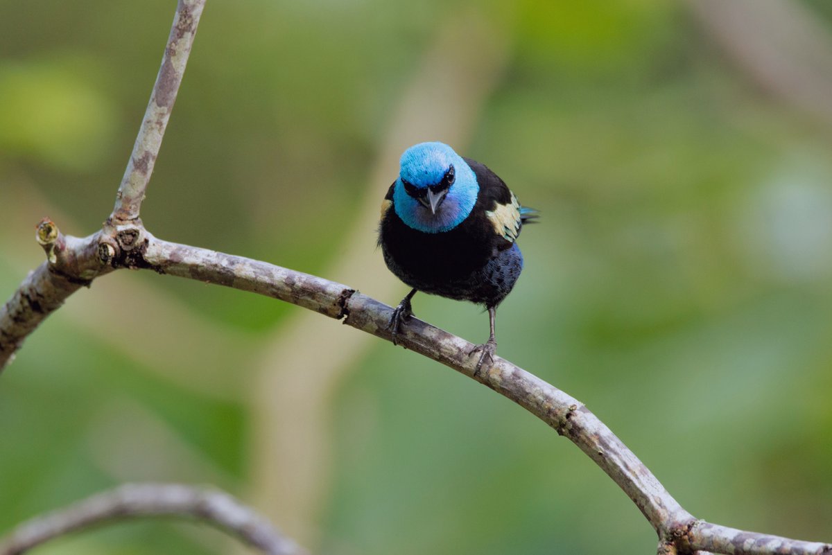 maurobucaro's tweet photo. Y como nos estamos acostumbrando a compartir bellezas aladas, imposible dejar por fuera una gema de alta gama que con frecuencia visita nuestros parques: bienvenida a su majestad la Tangara Real / Stilpnia cyanicollis.

Presente en toda Colombia, nuestra modelo pertenece a la raza ¨Hannahiae¨, cuyo diferencia radica en una mayor intensidad en el color amarillo en el ala superior (detalles... solo detalles).