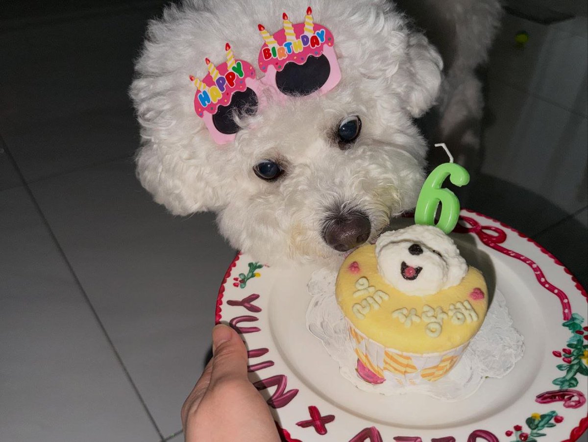 luving_yj's tweet photo. Naming Azzo๐ฅน our boy is 6th now
#yujin #azzo https://t.co/p2rPfmk69K