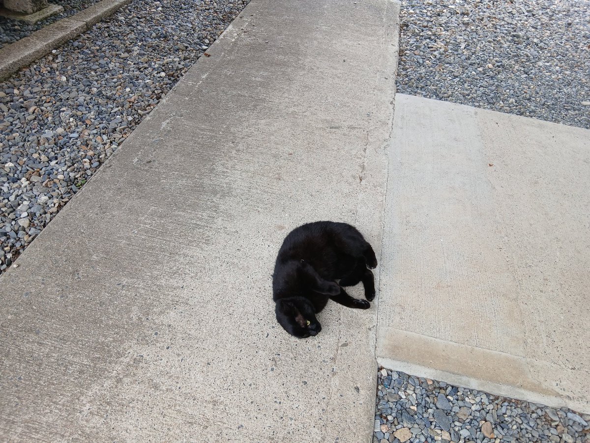 yukisugi_shrine's tweet photo. 新車のご祈祷の予約が
突然キャンセルになり

ショックで落ち込む
黒ネコのコミケさん。

後日また来てくださるとのことなので
無事機嫌を取り戻して
たくさんご飯を食べていました。 https://t.co/ED9N2XmXyV