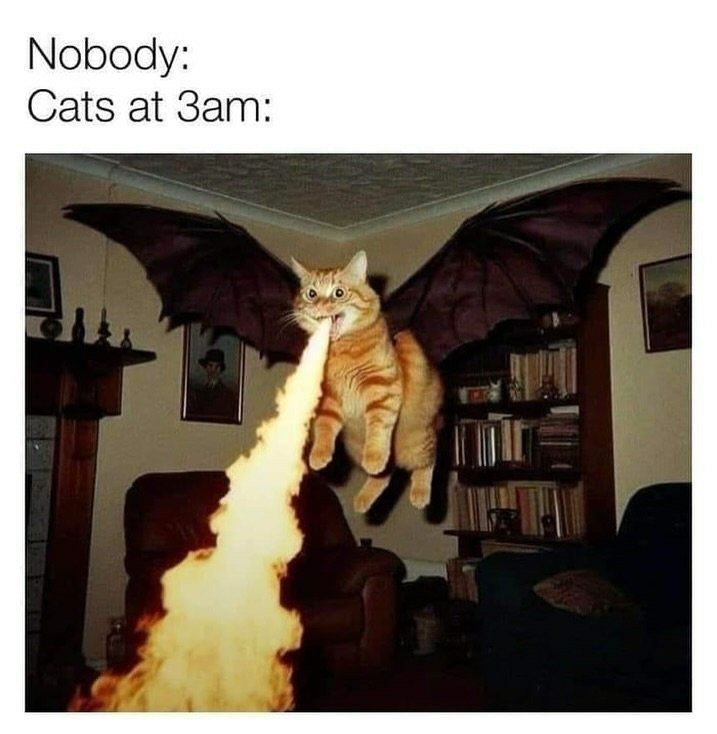 Cats_ooc's tweet photo. https://t.co/ymBWZGUVjY