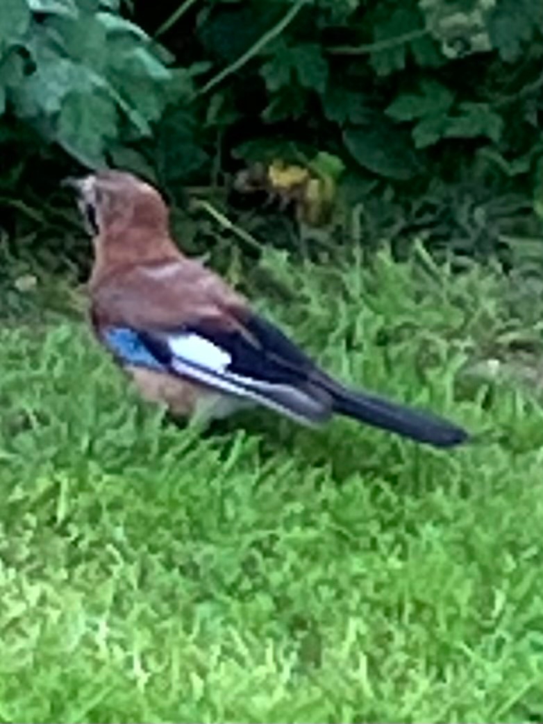 mufc_jk's tweet photo. @CarlBovisNature what bird is this? Never seen one before. Has lovely markings. https://t.co/SFhH6GjhWH