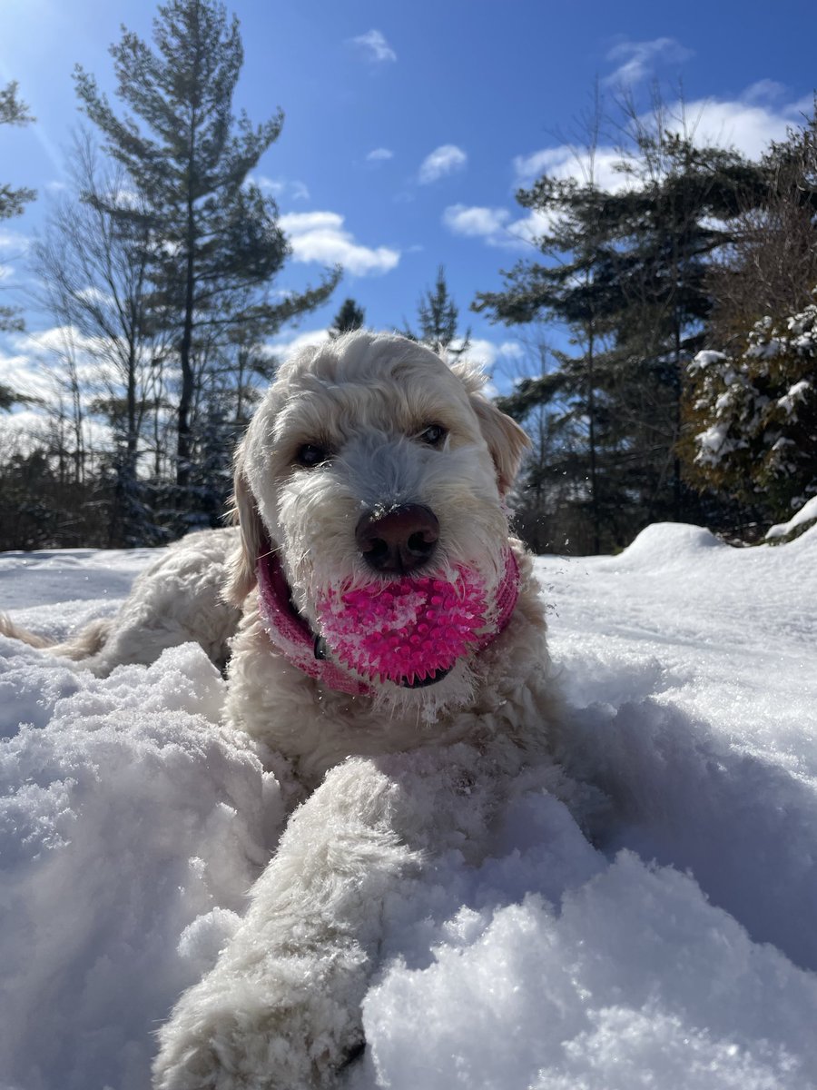 SkyeAdventures's tweet photo. Happy #ThrowbackThursday!! With the extreme heat this week it is nice to remember cooler times. ☀️❄️🐾💗 #dogsoftwitter https://t.co/X3gUk6Bvta