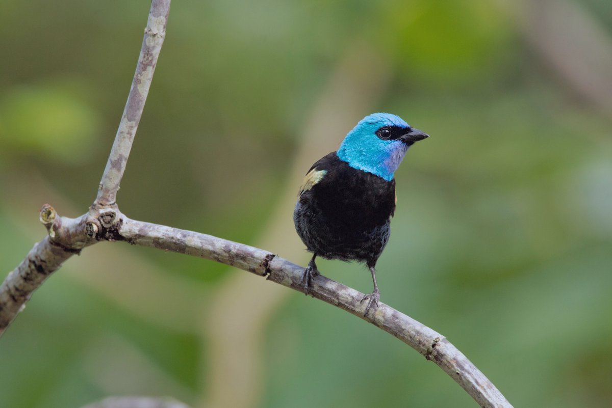 maurobucaro's tweet photo. Y como nos estamos acostumbrando a compartir bellezas aladas, imposible dejar por fuera una gema de alta gama que con frecuencia visita nuestros parques: bienvenida a su majestad la Tangara Real / Stilpnia cyanicollis.

Presente en toda Colombia, nuestra modelo pertenece a la raza ¨Hannahiae¨, cuyo diferencia radica en una mayor intensidad en el color amarillo en el ala superior (detalles... solo detalles).