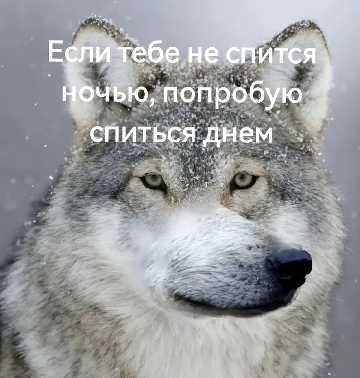 playlilla's tweet photo. Уже который день не могу заниматься ничем , кроме борьбы за нашего волчонка! Эта тема слишком волнует меня, а молчание разработчика добивает. Мы не должны сдаваться! Это схватка на выносливость, а мы, охотницы, невероятно выносливые!За Валко!#KeepValkoAlive
#NoToValkoCancellation https://t.co/j8NH8M1HZf