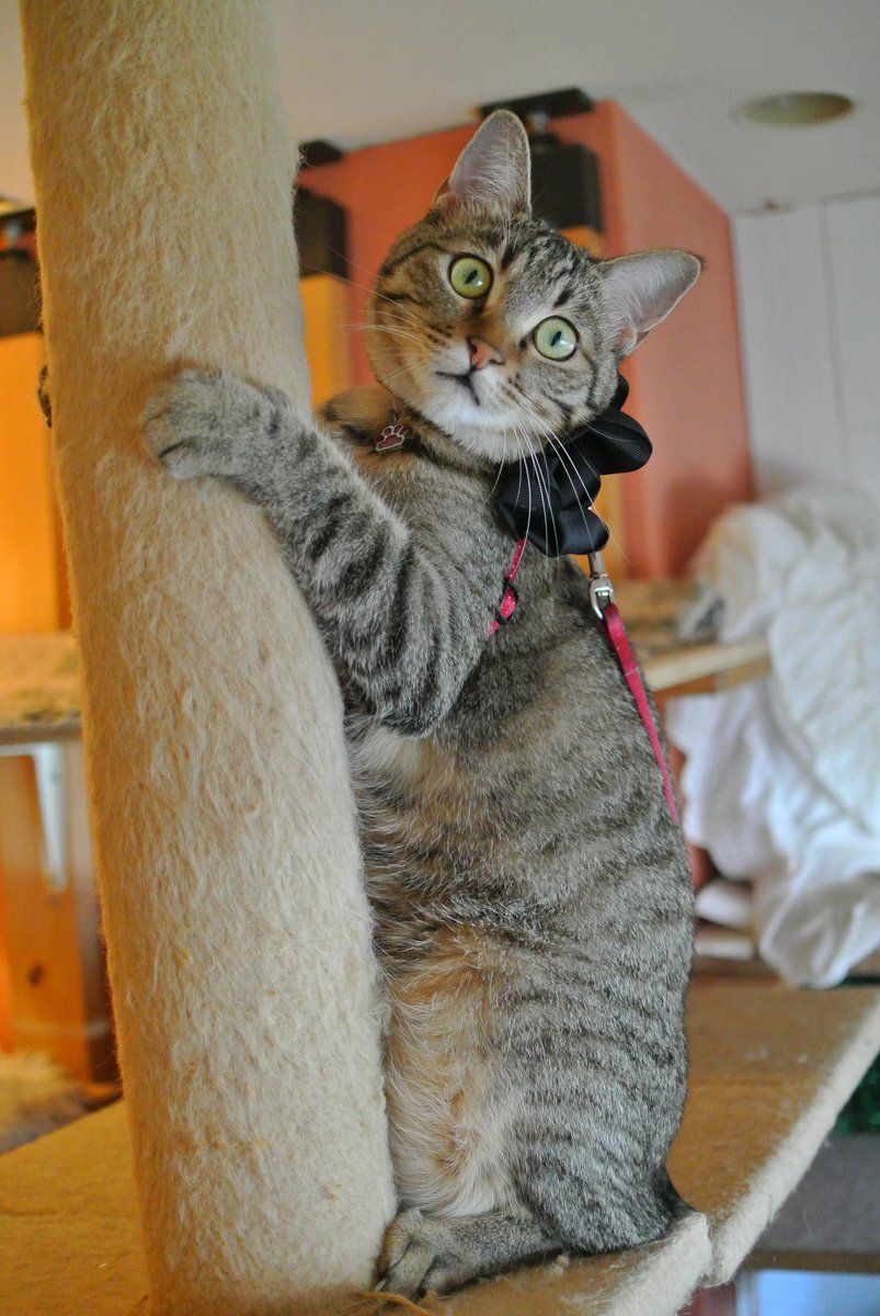 Lumix_Catcamera's tweet photo. 2026.7.03 ご機嫌なコムギちゃん😼
Nikon1 V1  18.5mm
#nikon #CatsLover #ミラーレス 
#猫写真 https://t.co/Nw3Fv7uRh0
