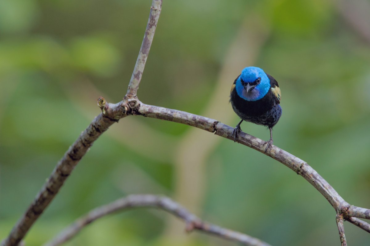 maurobucaro's tweet photo. Y como nos estamos acostumbrando a compartir bellezas aladas, imposible dejar por fuera una gema de alta gama que con frecuencia visita nuestros parques: bienvenida a su majestad la Tangara Real / Stilpnia cyanicollis.

Presente en toda Colombia, nuestra modelo pertenece a la raza ¨Hannahiae¨, cuyo diferencia radica en una mayor intensidad en el color amarillo en el ala superior (detalles... solo detalles).