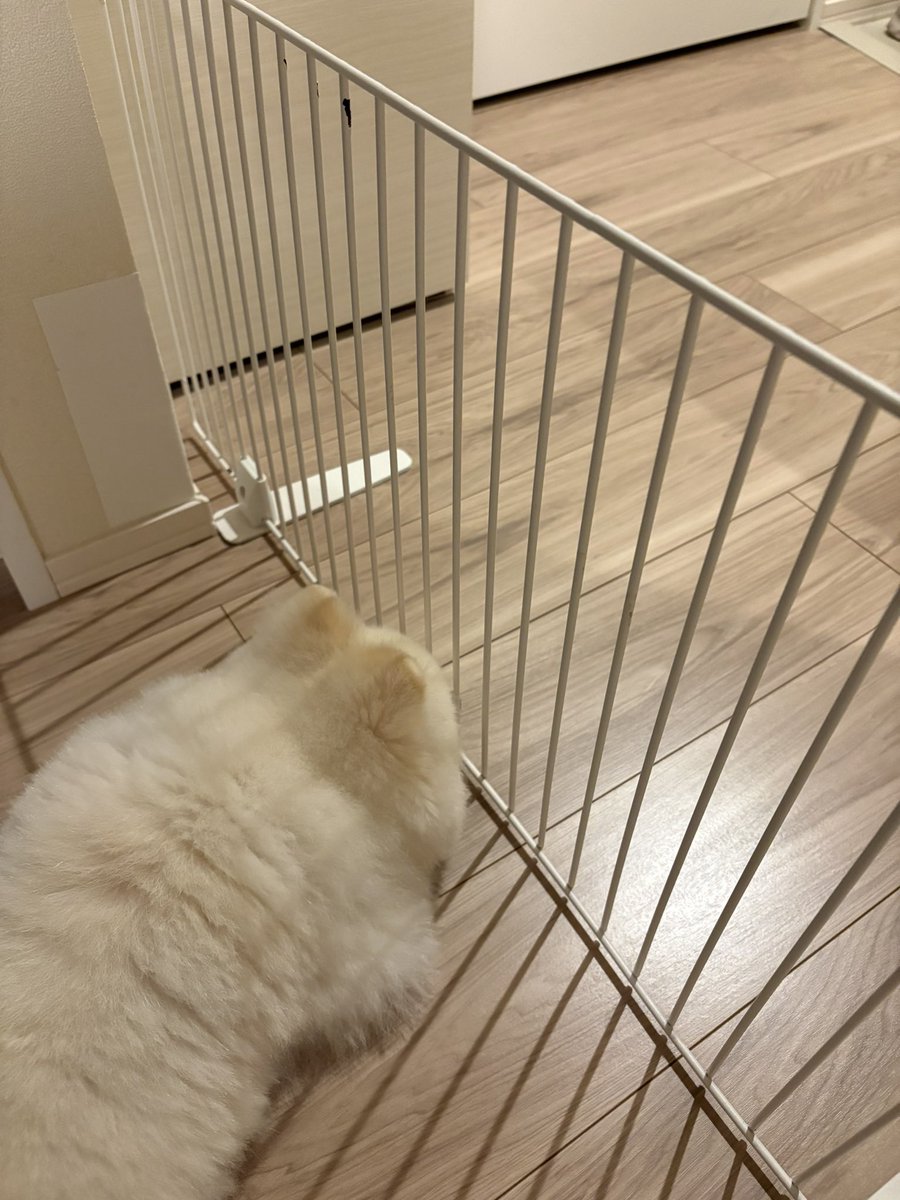 SugaH0822's tweet photo. フエンスぎりぎり😅大好きなパパの帰りを待つシュガ
#犬との暮らし  #犬と幸せ  #お留守番 https://t.co/pszLvxG6fQ