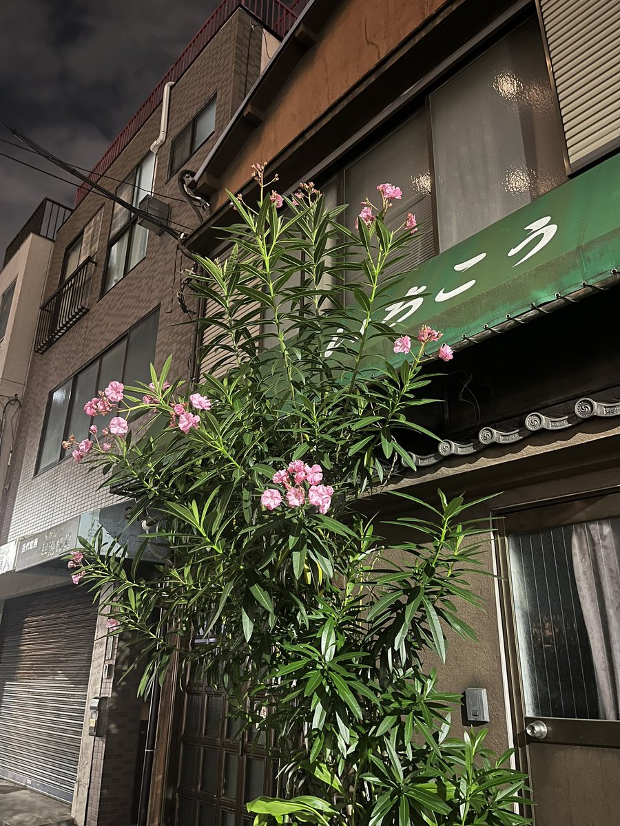 I10S06Z07's tweet photo. 神保町　いちこう

心配。どうかお大事に。 https://t.co/aV47O081Ww