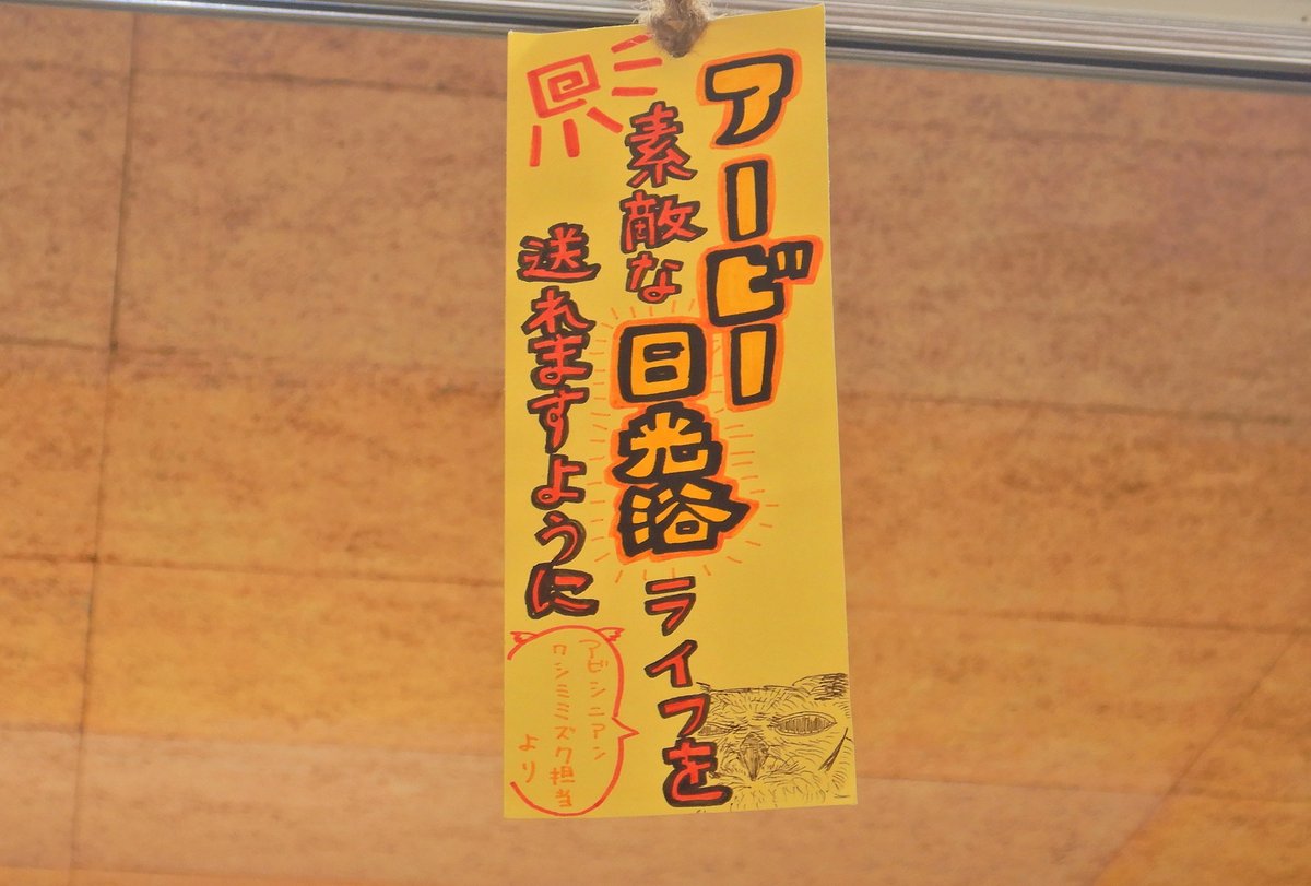 chiezo2005's tweet photo. #アビシニアンワシミミズクのアービー
#ズーラシアde七夕
#バードショー

ショーは引退しているアービーですが、たまにステージに出て来て、ちょっとだけ飛んでは日光浴モードになってます。
目の赤いアイリングがかわいいですね。
#GreyishEagleOwl
#ZOORASIA https://t.co/MjpjOMRCzC