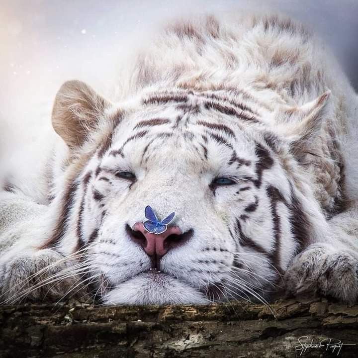 NatureAnimalw's tweet photo. https://t.co/v0NynJQ1A3