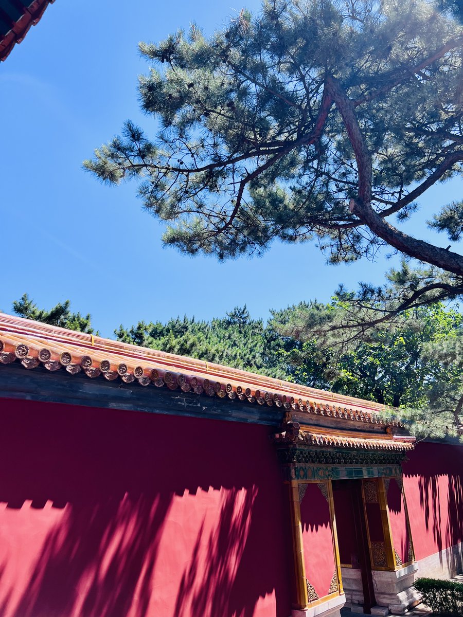 rarefiedgas's tweet photo. Ancient #palace walls beneath the #pine #trees #Mausoleum
#hiking #outdoors https://t.co/NmqHSncN6o