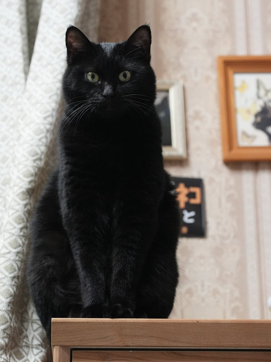 なんとなくマトリョーシカ🪆 #猫 #黒猫 #blackcat