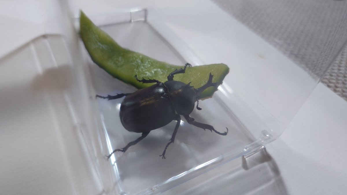 utopara's tweet photo. 今年初カブトムシ！
落葉堆肥からでてきたよ〜 https://t.co/qancK3kz7e