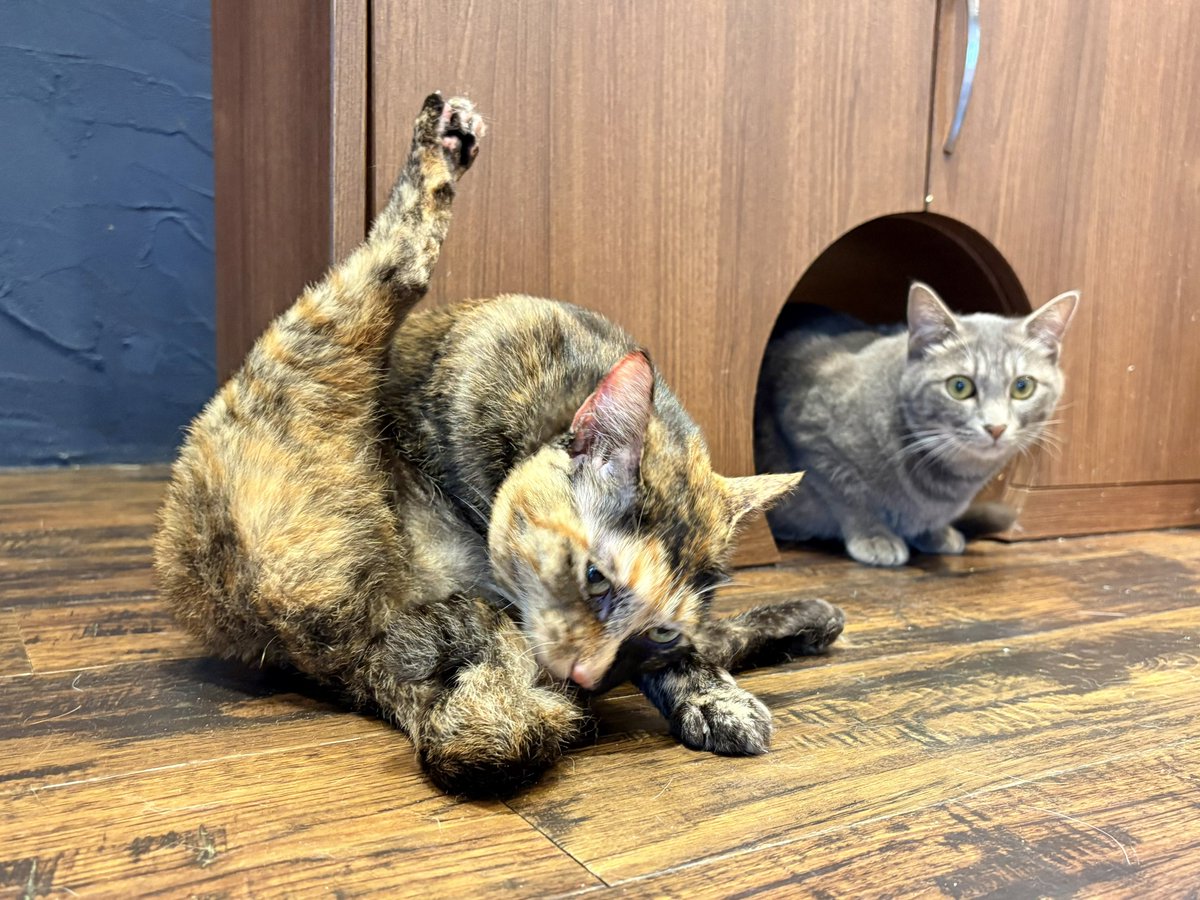 sympa0610's tweet photo. 宿木カフェに着いたらたまたま出発するタイミングと重なり2ニャンにエールを送ることができました。
（1枚目の写真はお店に来たばかりの頃の2ニャンと面倒見の良いウィンク。フワフワの尻尾に興味津々✨）

#宿木カフェ 
#ミカ 
#ベア 
#トライアル成功祈願 https://t.co/adntQyBGL3