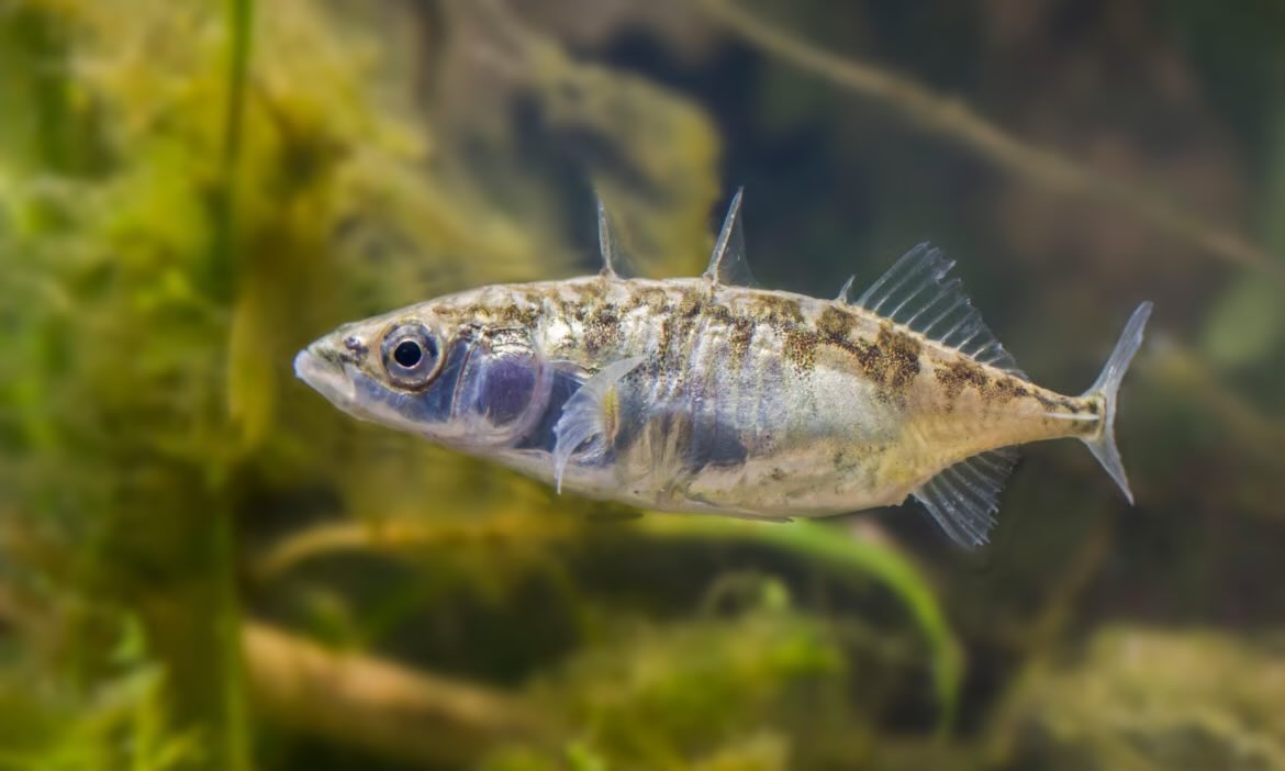 LadywellLive's tweet photo. A serious pollution incident has killed thousands of fish in the River Pool in Bromley and Lewisham. The Environment agency said it was a Category 1 incident that had killed large numbers of European eels, a critically endangered species. Read more https://t.co/zPY4hUXHFn https://t.co/NMF57F6f9Z