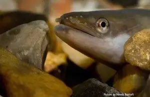 LadywellLive's tweet photo. A serious pollution incident has killed thousands of fish in the River Pool in Bromley and Lewisham. The Environment agency said it was a Category 1 incident that had killed large numbers of European eels, a critically endangered species. Read more https://t.co/zPY4hUXHFn https://t.co/NMF57F6f9Z