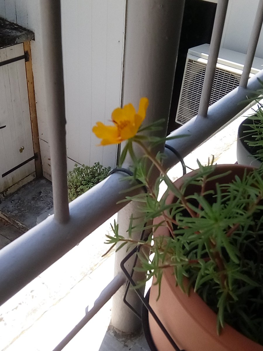 CaroleKalicki's tweet photo. Une autre fleur... 🥰🙏 https://t.co/RL9ykPEeIK