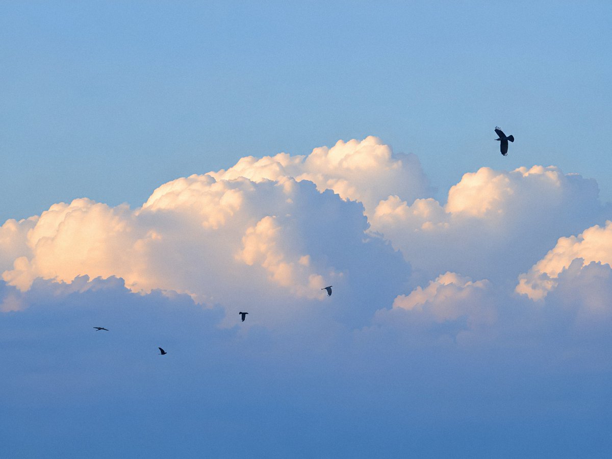 ☁️ tweet media