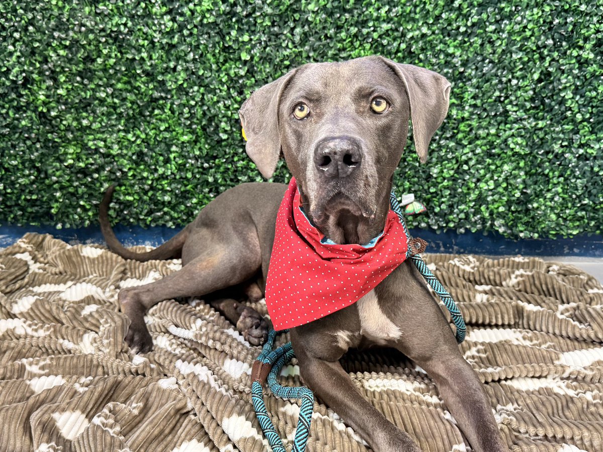 SamfromSpain's tweet photo. LEO #A387664, gentle senior found roaming the streets &amp; taken 2 Corpus Christi AC
Most probably dumped!
At 9yo,shud be living his golden yrs in ☮️ 
Mass in right ear easily removable
Some lameness
PLEDGE 4 MED #RESCUE 2 get vet care &amp; a loving🏠
Let his final years be happy ones! https://t.co/41ynjBdgMd