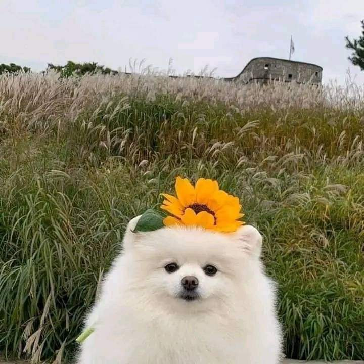 aestheticspost_'s tweet photo. Cuteness overload. 😍 https://t.co/yG34utxLKf