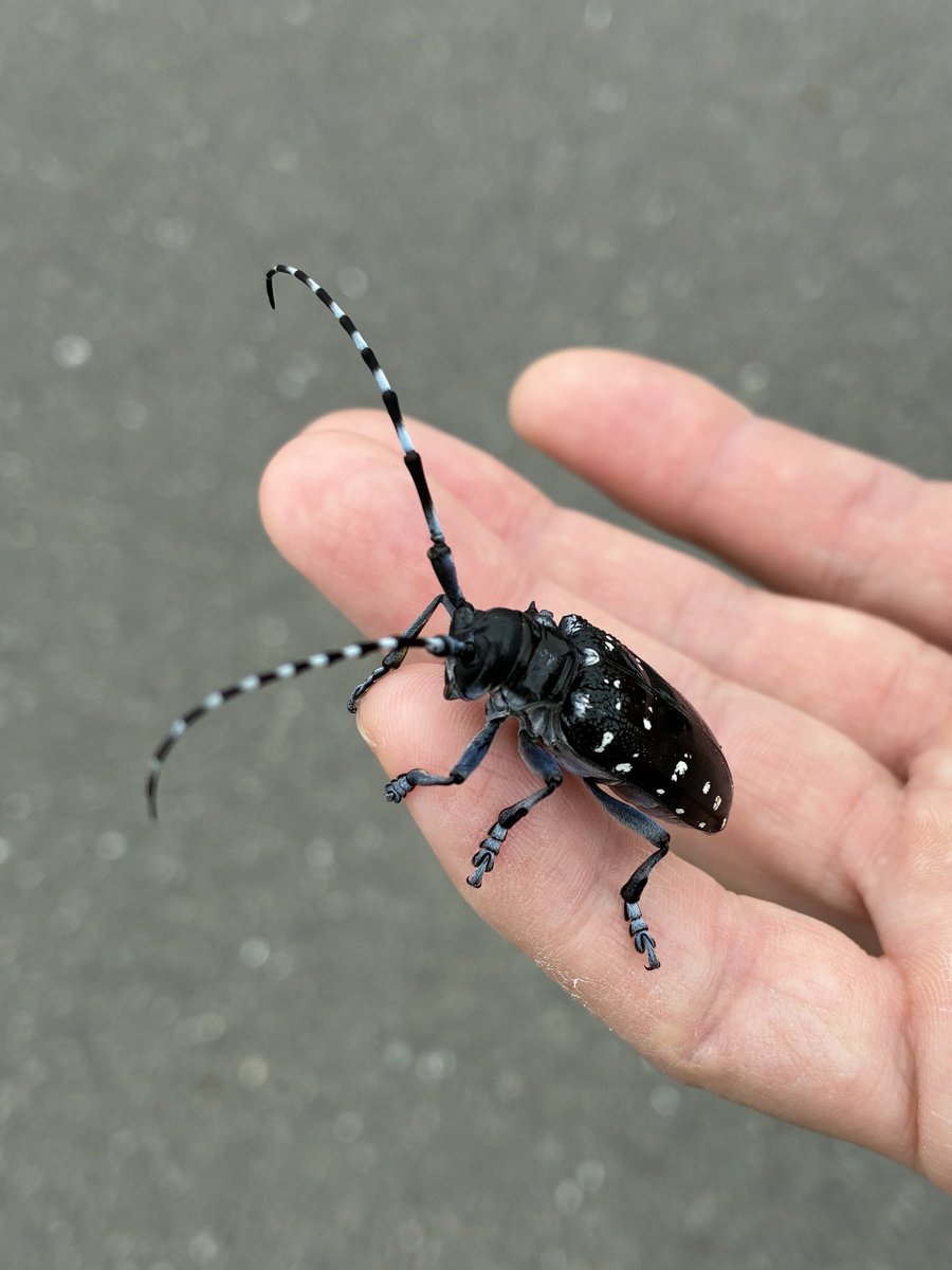 arigato_39's tweet photo. 踏まれそうな所にいたゴマダラカミキリを拾って一緒に出勤。カミキリムシは苦手だけどちょっとだけ大丈夫になれた。
小さい頃はじゃんじゃん触っていたのにねぇ......

 #虫と和解せよ https://t.co/fNEzqSoUHN