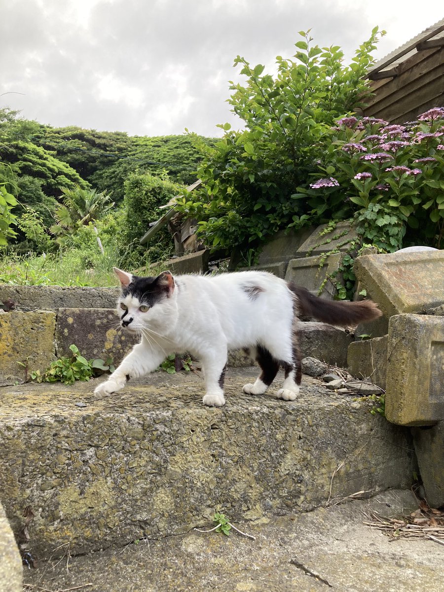 こちらもどうぞ😸 ポンプ置場方面や稲荷神社方面から遠征してくれた